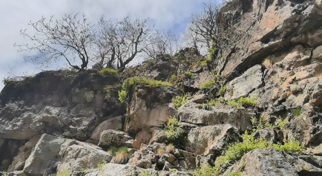 Kayalıklarda 6 gündür mahsur kalan keçiyi dağcılar kurtardı