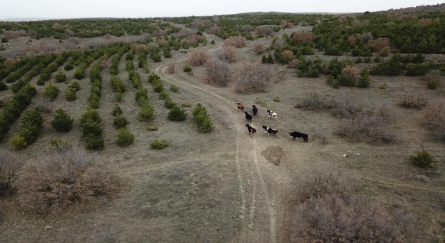 Kaybolan 7 büyükbaş 4 gün sonra dronla bulundu