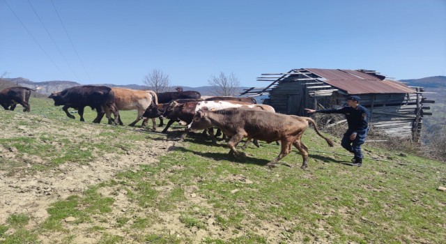 Kaybolan büyükbaş hayvanlarını jandarma ekipleri buldu