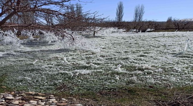 Kayısı bahçelerindeki donun boyutu kameralara yansıdı