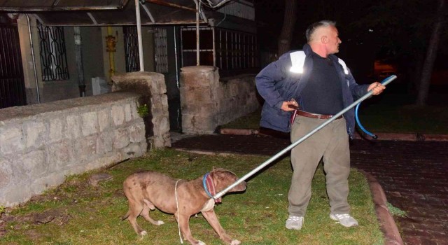 Kayseride pitbull evcil köpekleri parçalayacaktı