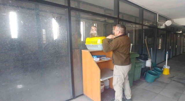 Kayseride sahiplenilmesi yasak maymunu evinde besleyen şahsa ceza