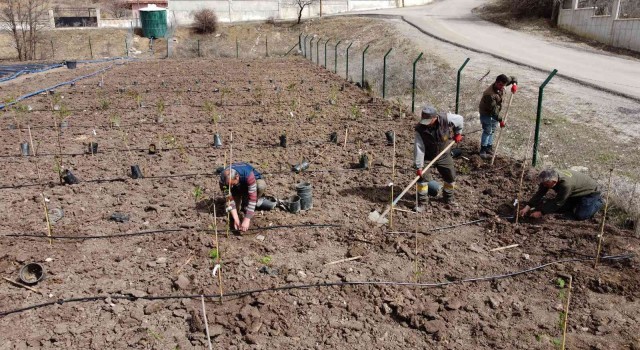 Keçiörenin yeni üretim noktası, üzümsü meyveler bağı