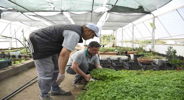 Kemer Belediyesinin yetiştirdiği sebze fidanları halkla buluşmaya hazırlanıyor