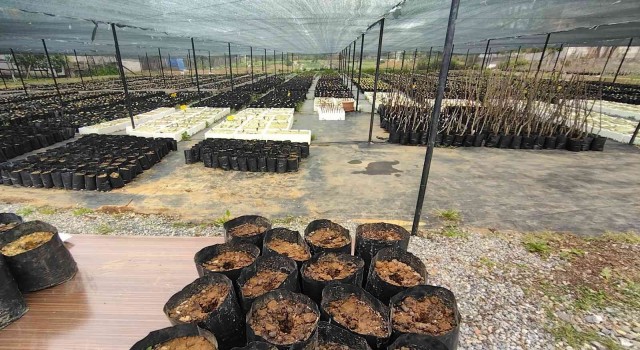 Kestane ağacı tohumları toprakla buluştu