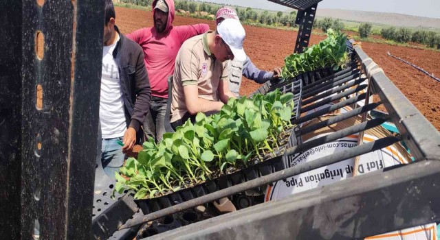 Kiliste zabaran patlıcanı dikimi başladı