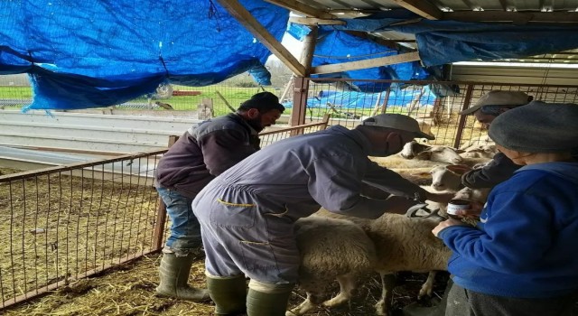 Kırklarelinde küçükbaş hayvanlar aşılanıyor