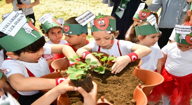 Kompostlar toplanıyor çilekler büyüyor