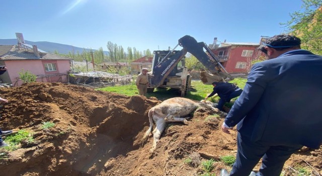 Konyada kuyuya düşen inek açılan tünel sayesinde kurtarıldı