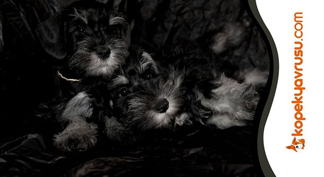 Köpeklerin Kuyruk Çeşitleri Nelerdir?