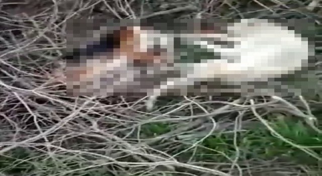 Köpeklerin zehirlenerek öldürüldüğünü iddia etti, yapanlarını bulunmasını istedi