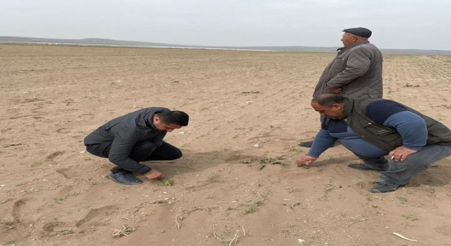 Kuluda kum fırtınası ekili alanlara zarar verdi