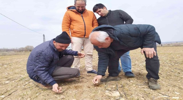 Kütahyada Durusa cinsi buğday sahasında kontroller yapıldı