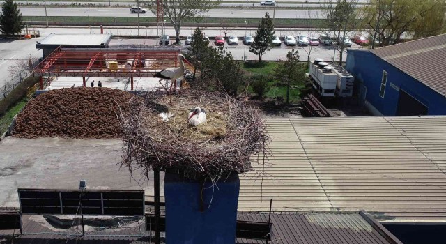 Leylek ailesi yuvasına döndü, fabrika üretime ara verdi