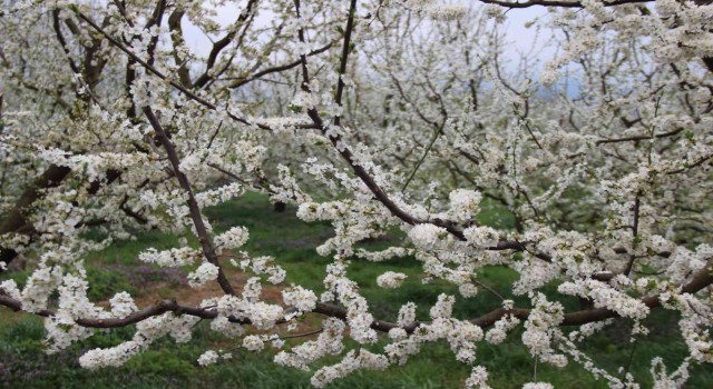 Lezzetliyle ünlü Eşme eriği ağaçları çiçek açtı
