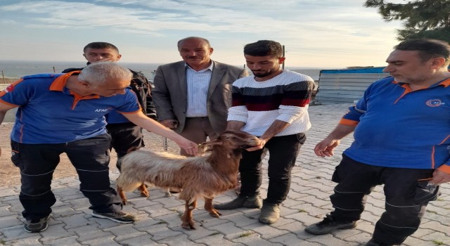 Mahsur kalan keçi uçurumdan kurtarıldı