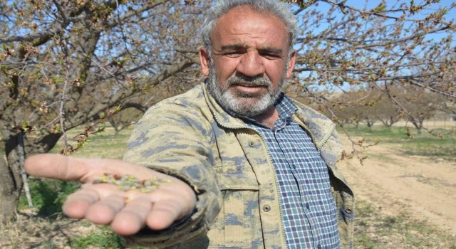 Malatyada kayısıyı don vurdu