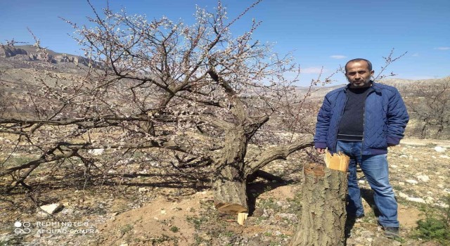 Malatyada kimliği belirsiz kişiler kayısı ağaçlarına zarar verdi
