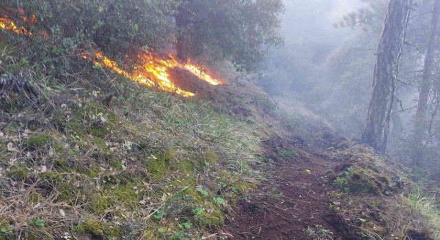 Manisada 30 dekar karaçam ormanı yandı