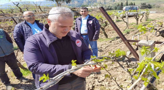 Manisada meyve ağaçlarına tuzaklı koruma