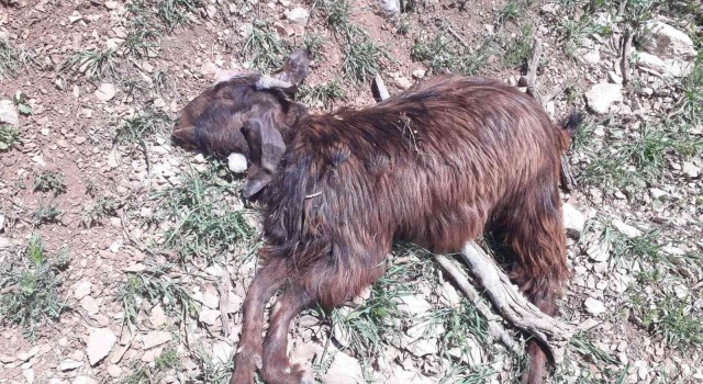 Mardinde kurtlar sürüye saldırdı: 20 keçi telef oldu