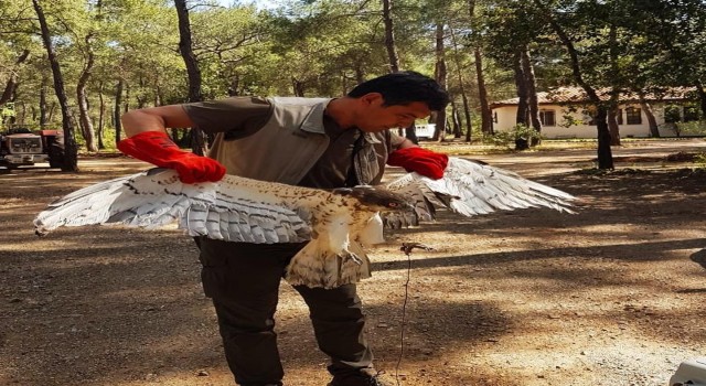Marmariste Yılan Kartalı doğaya salındı