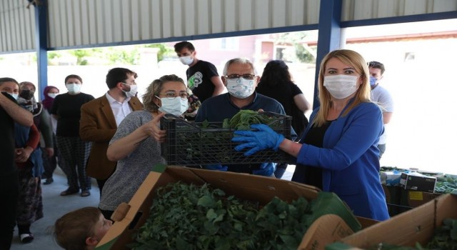 Merkezefendide son 2 yılda 660 ton sağlıklı ve doğal sebze üretildi
