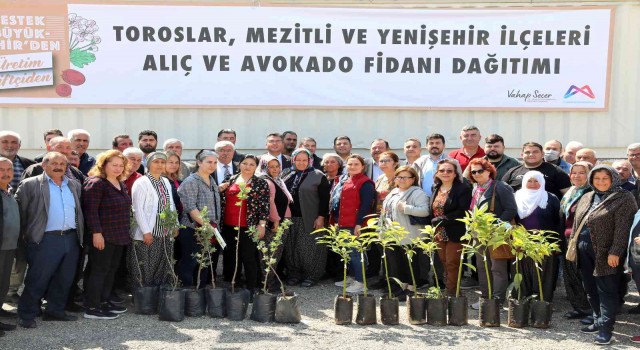 Mersinde 105 üreticiye avokado ve alıç fidanı desteği