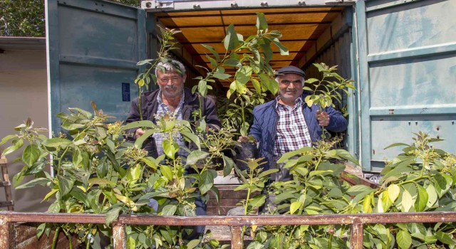 Mersinde 192 üreticiye 3 bin 865 avokado fidanı ulaştırıldı