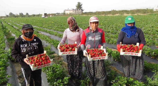 Mersinde açıkta çilek hasadı başladı
