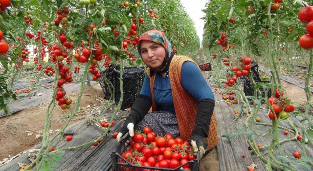 Mersinde örtü altı domates tarlada 16.50 TLden alıcı buluyor