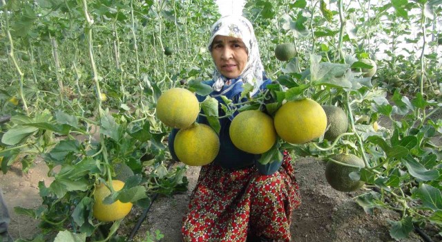 Mersinde örtü altı kavun hasadı başladı