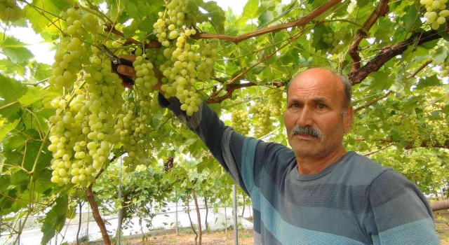 Mersinden Dubai ve Rusyaya üzüm