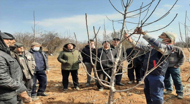 Mihalıççıkta üreticilere budama eğitimi