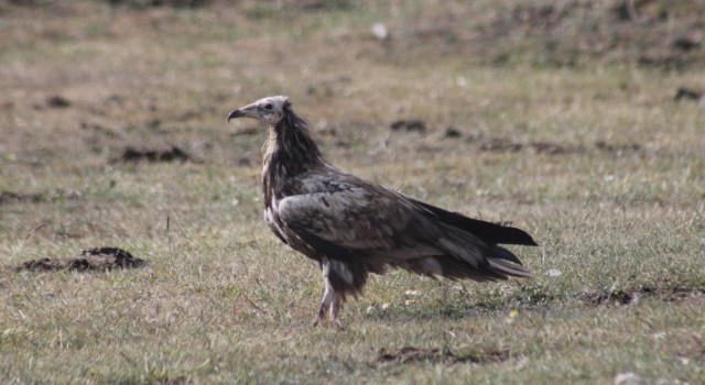 Mısır Akbabası Bayburtta yiyecek ararken görüldü