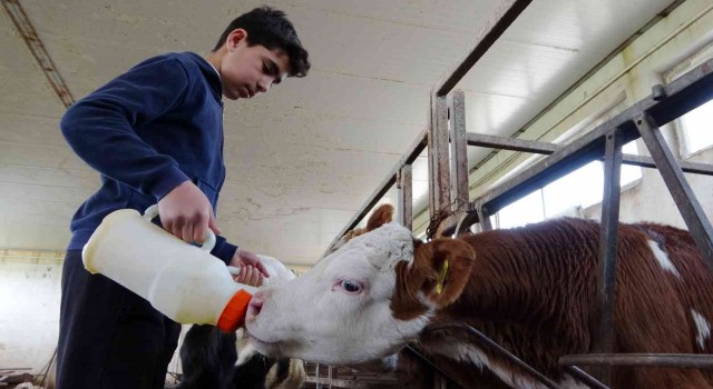 Muşta 115 bin buzağı doğumu bekleniyor