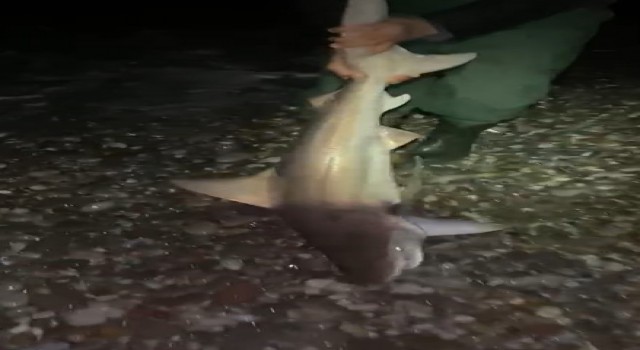 Oltalarına ikinci kez takılan köpekbalığını Gelme bir daha diye bağırarak denize bıraktılar