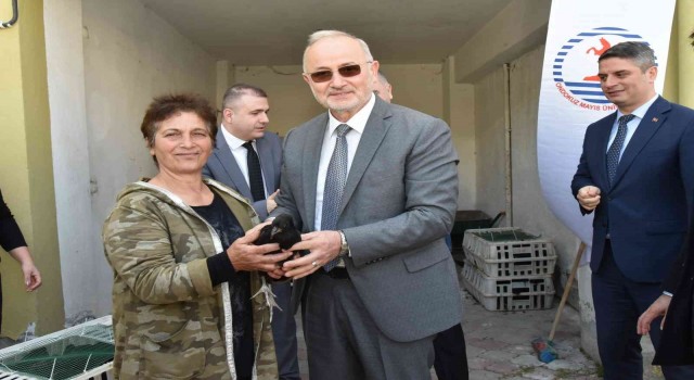 OMÜ projesiyle, Sinop Gerzeli çiftçilere ‘Gerze tavuğu dağıtıldı