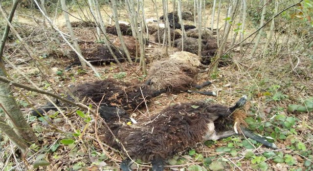 Önce bir koyun sonra sürünün tamamı atladı, 45 kuzu ve koyun telef oldu