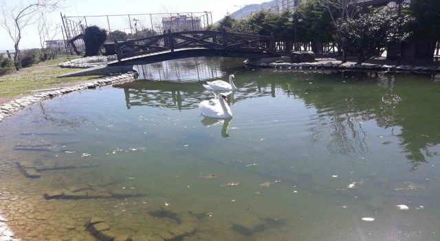 Ördekli Parktaki ördekler ve kuğular ölmeye başladı