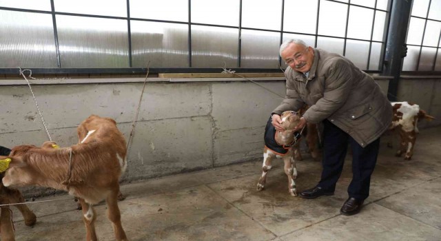 Orduda çiftçilere 300 inek dağıtıldı