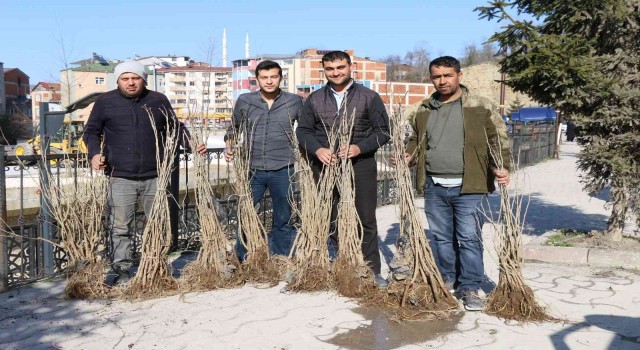 Orduda ipek böcekçiliği yaygınlaşıyor
