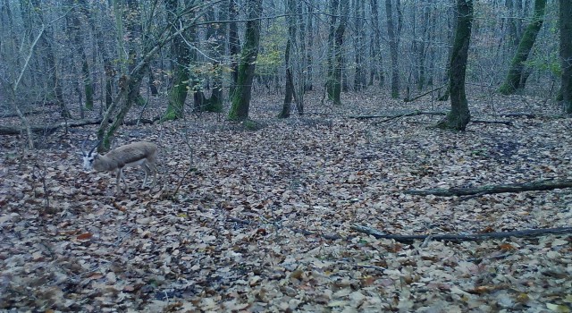 Ormanyanın yaban hayatı foto kapanlara yansıdı