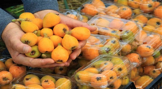 Örtü altında “yenidünya” hasadı başladı... Kilosu 200 TLden satıldı