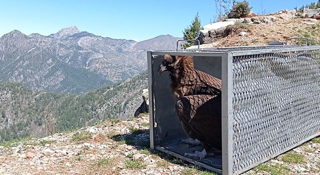 Osmaniye'de Tedavi edilen Akbaba doğaya bırakıldı