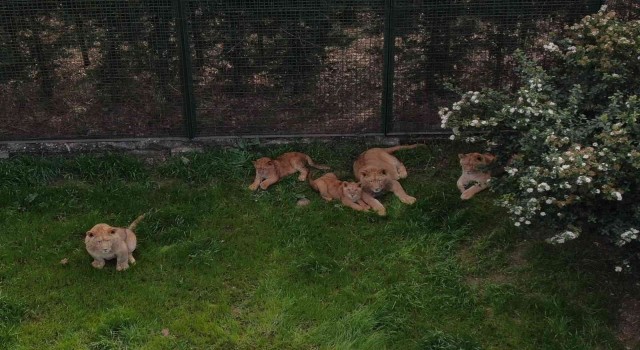 (Özel) Bursanın kral ailesi büyüyor...7 yavru aslan görücüye çıktı