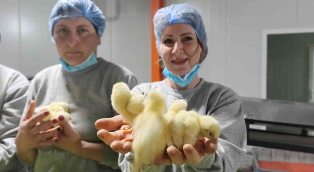 (Özel) Türk civcivi Gürcistandan dünyaya yayılıyor