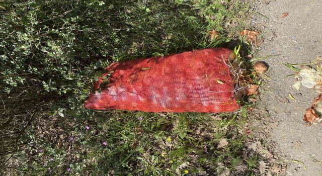 Pendikte çuval çuval soğan, ormana atılmış halde bulundu