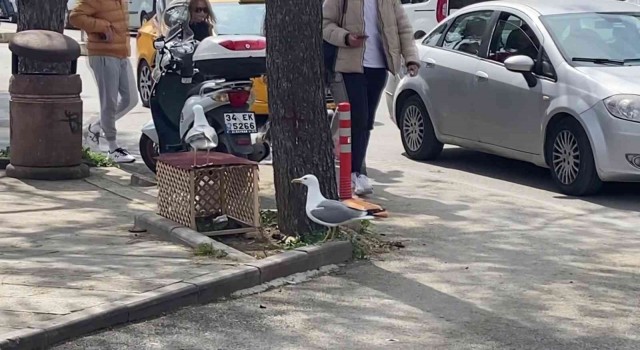 Pendikte kaldırıma yuva yapan martı için ekipler teyakkuza geçti