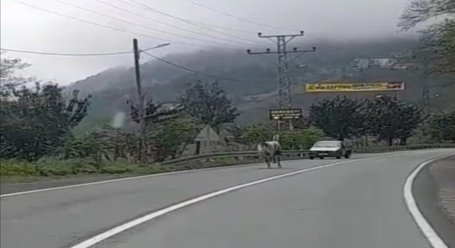 Rizede sahibinden kaçan at karayolunda 4 nala koştu, yolda seyreden araçlar için tehlike oluşturdu
